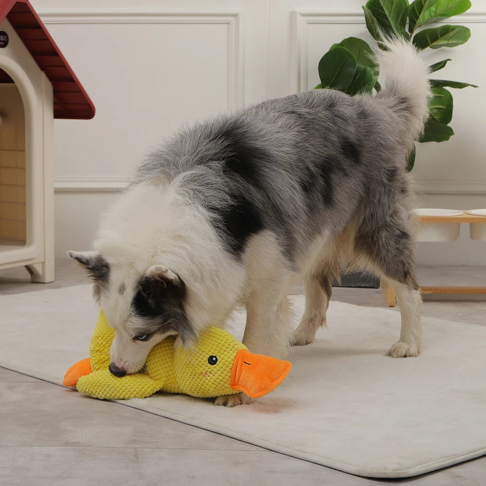 Duck Chew Toy