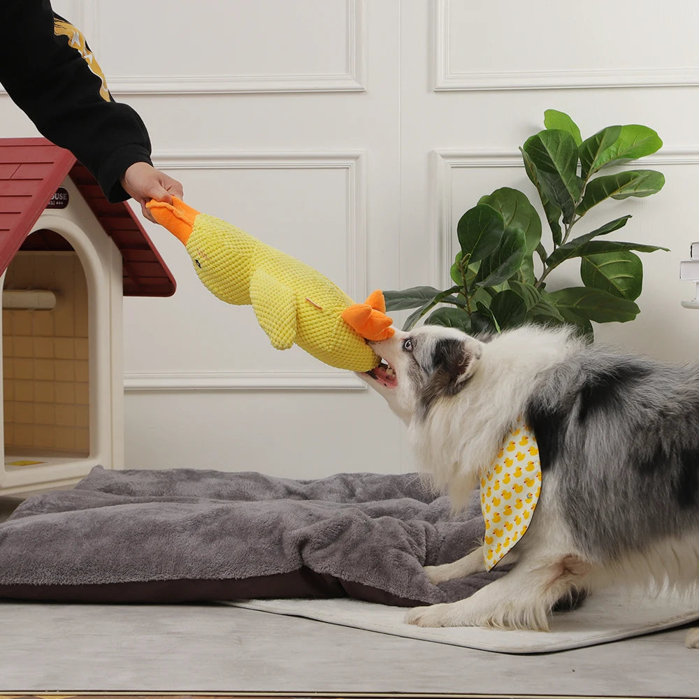 Duck Chew Toy